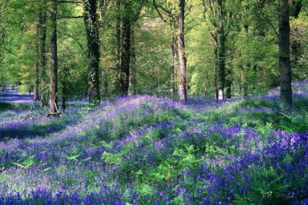 The Owl House Cottage Welsh Newton Common Dış mekan fotoğraf